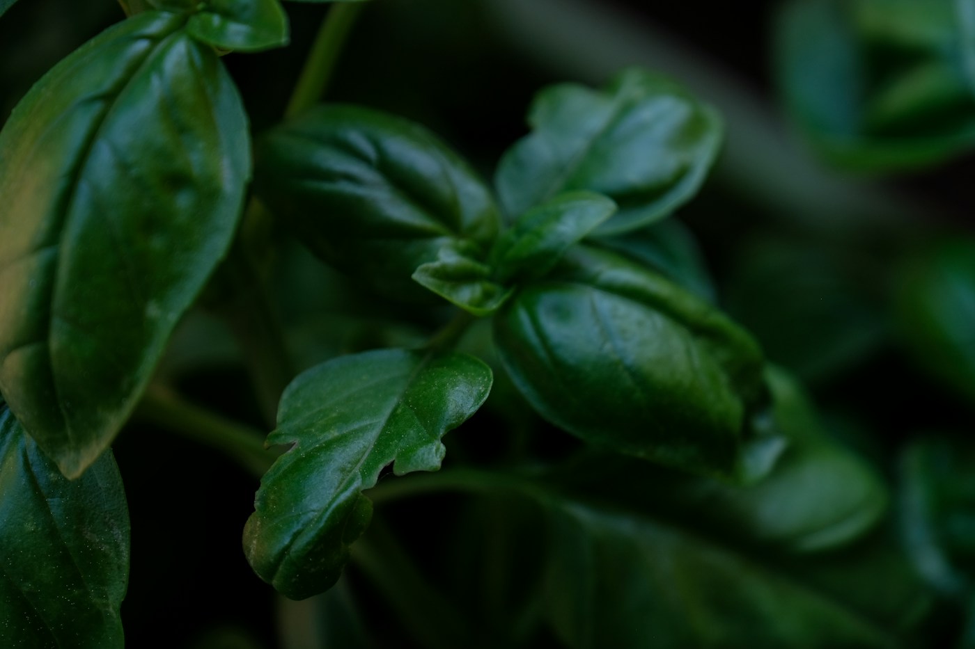 A close view of fresh green botanical leaves